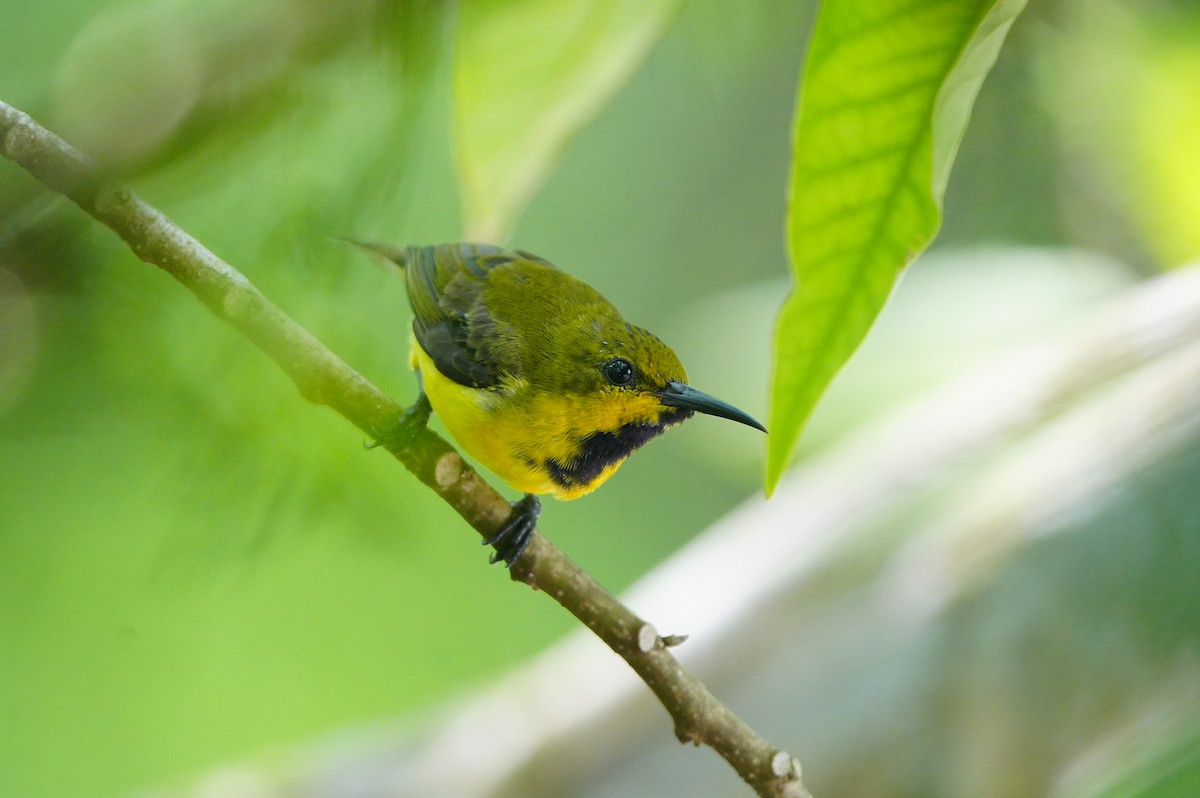 Ornate Sunbird - ML639430426