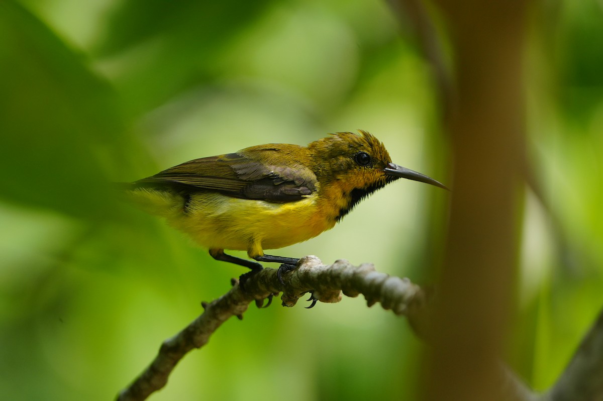 Ornate Sunbird - ML639430430