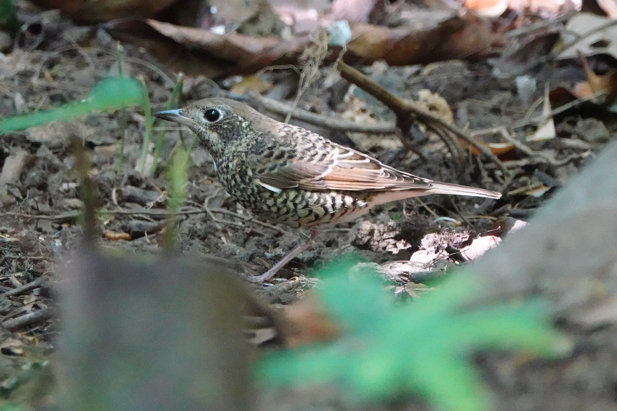 White-throated Rock-Thrush - ML639430431