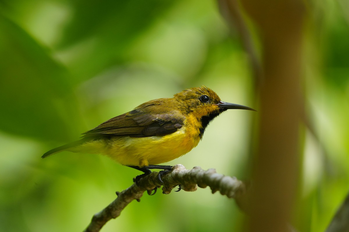 Ornate Sunbird - ML639430432