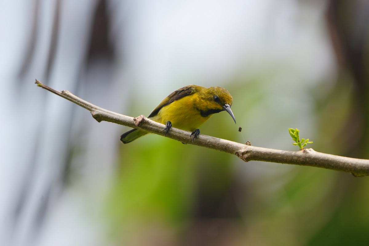 Ornate Sunbird - ML639430439