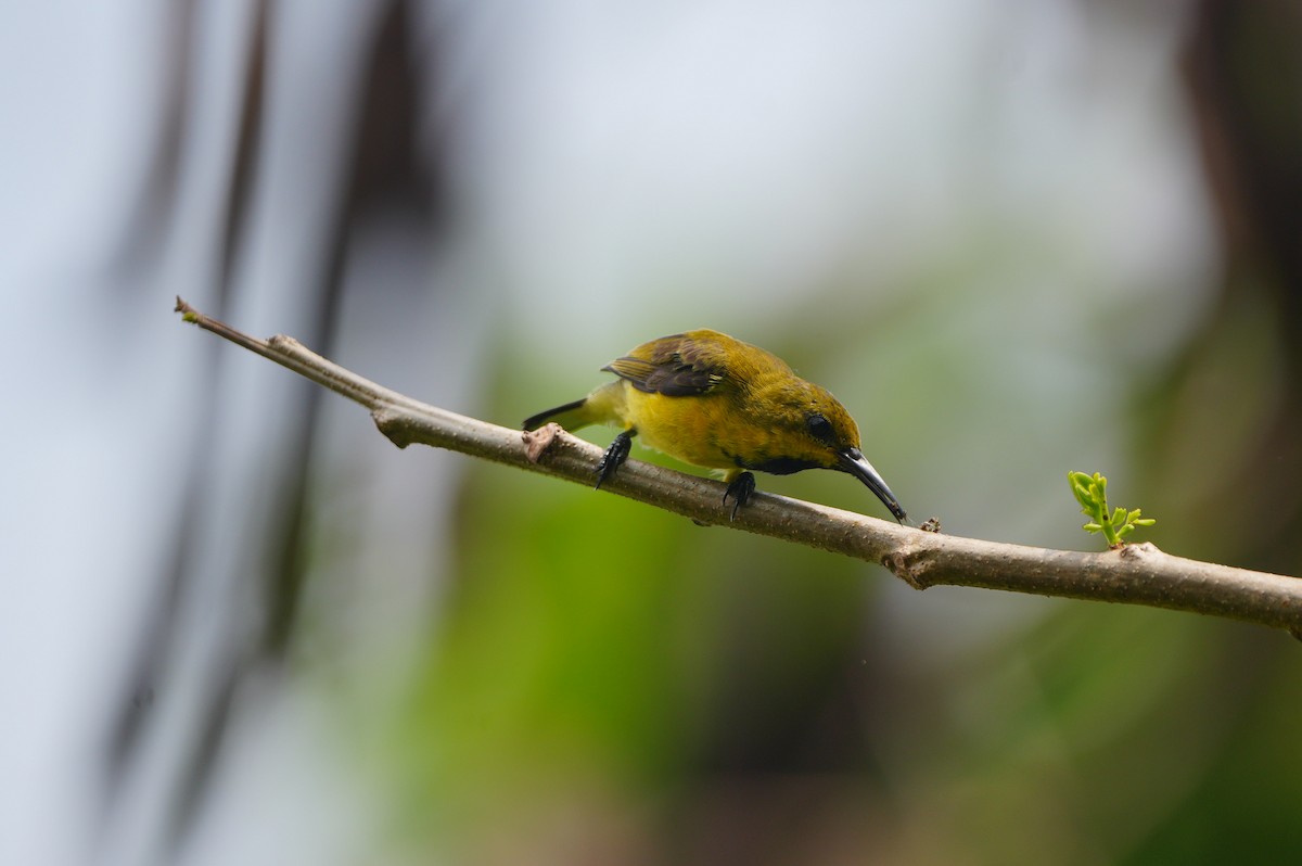 Ornate Sunbird - ML639430453