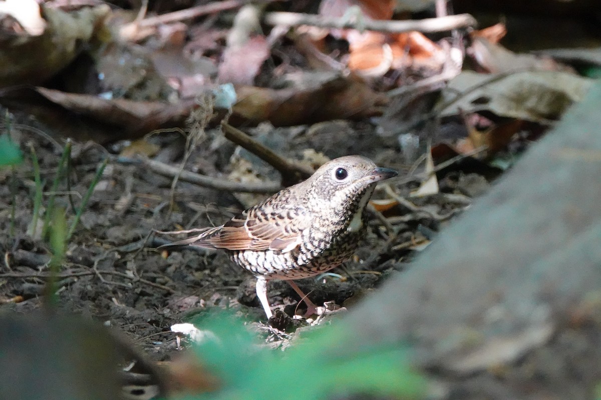 White-throated Rock-Thrush - ML639430457
