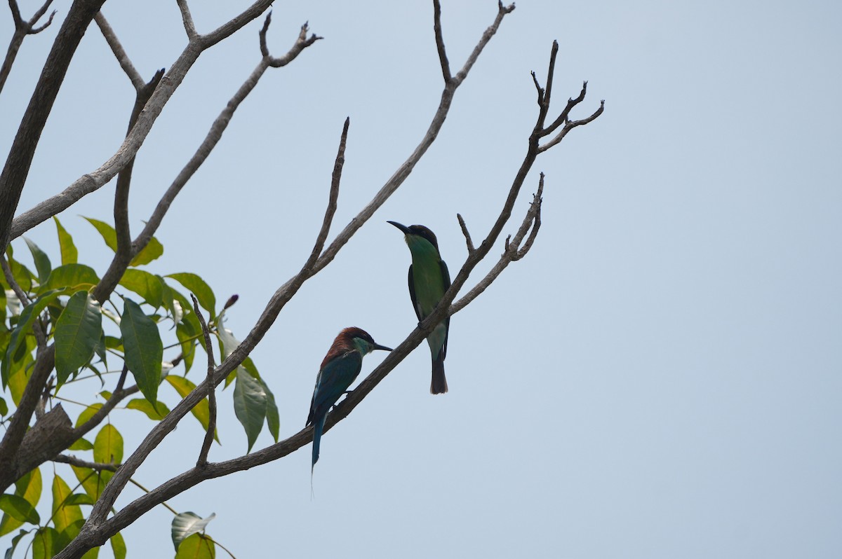 Blue-throated Bee-eater - ML639430470