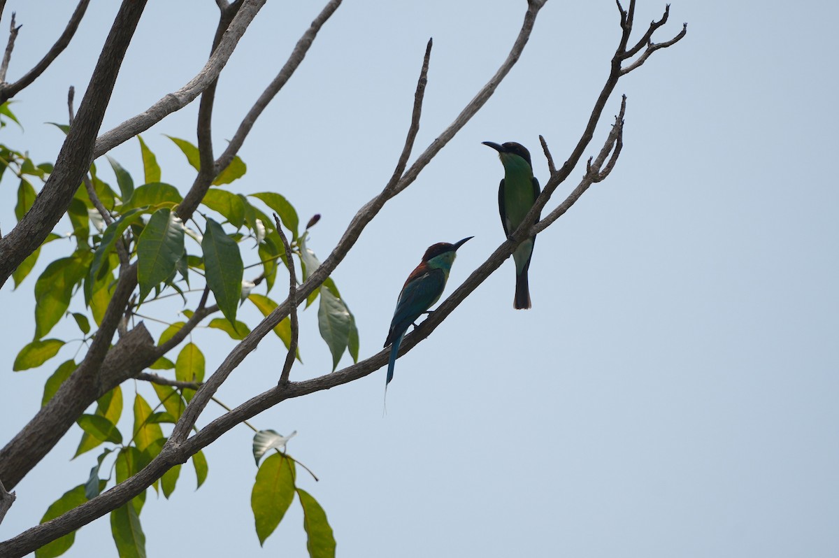 Blue-throated Bee-eater - ML639430477