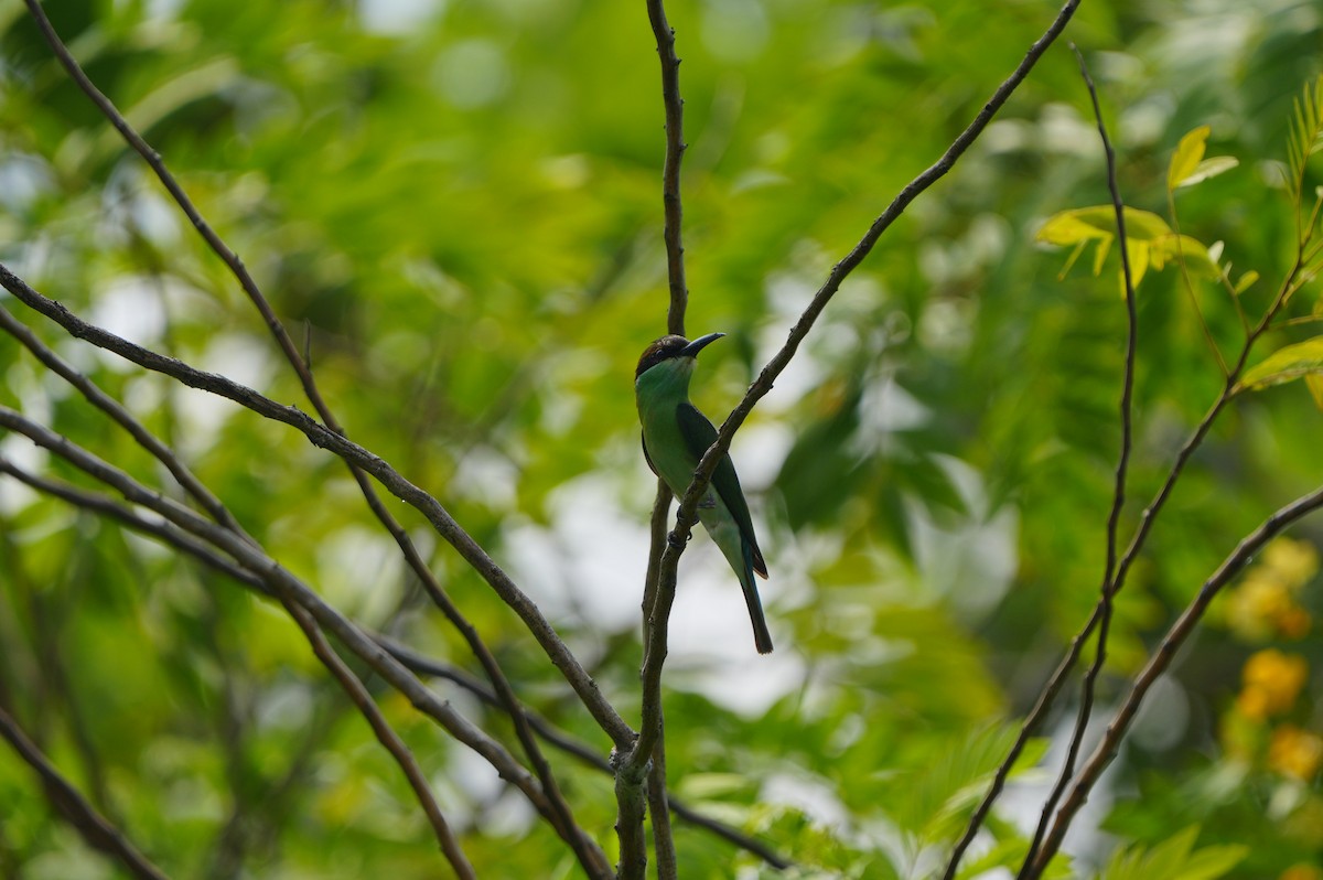 Blue-throated Bee-eater - ML639430490