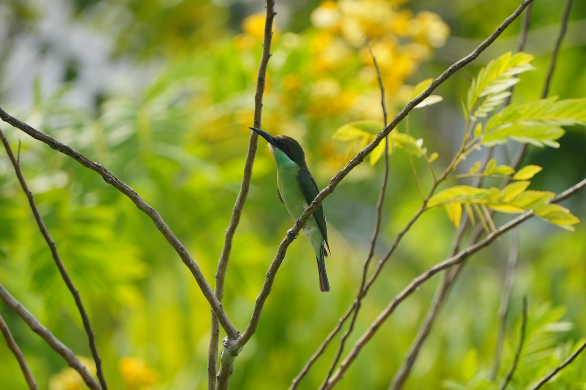 Blue-throated Bee-eater - ML639430495