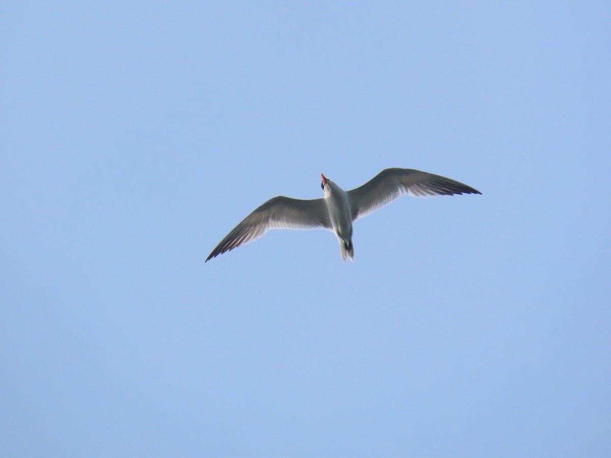 裏海燕鷗 - ML639430506