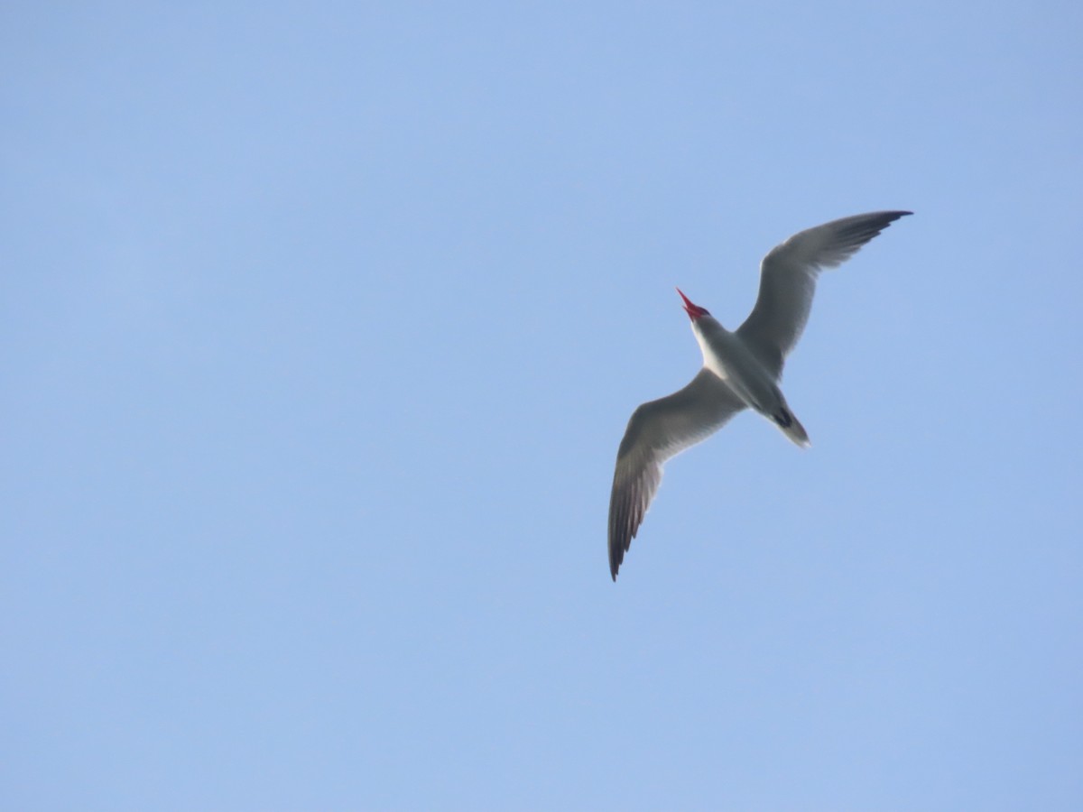 裏海燕鷗 - ML639430507