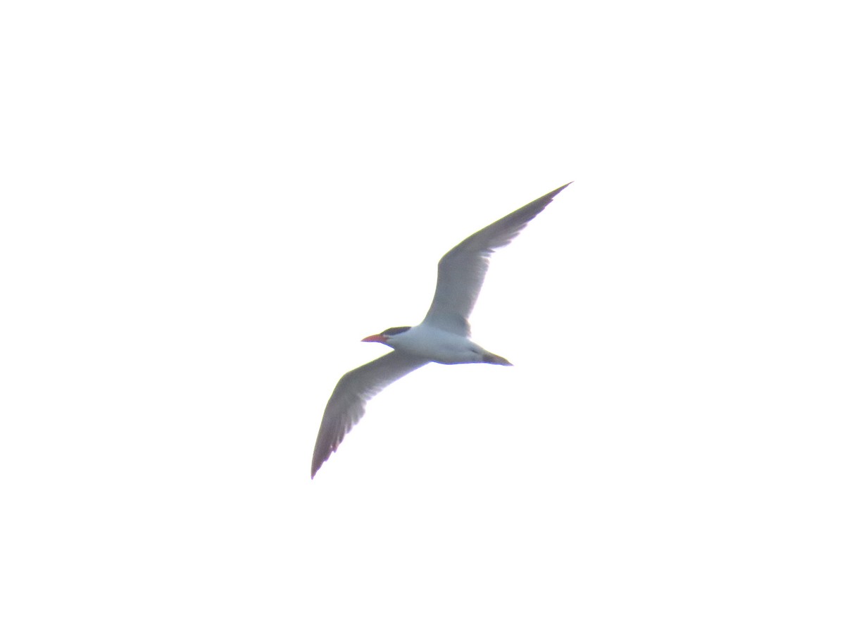 裏海燕鷗 - ML639430520