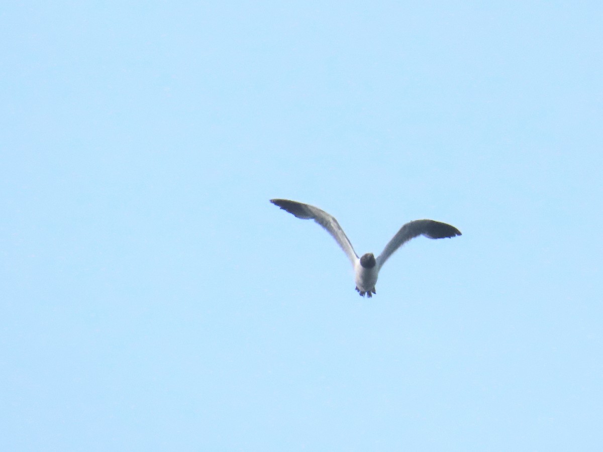 笑鷗 - ML639430532