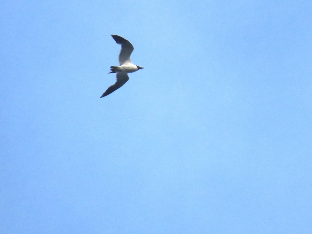 笑鷗 - ML639430533