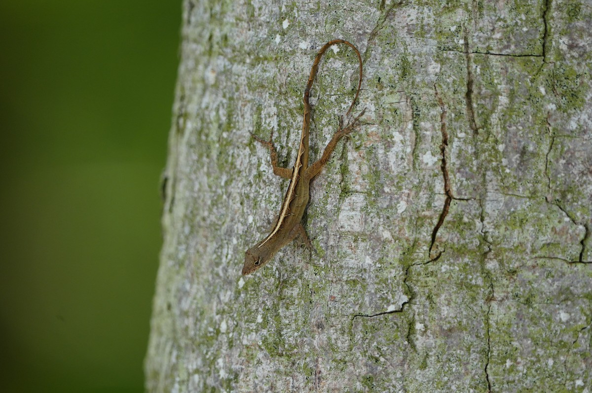 Snakes and Lizards - ML639430556