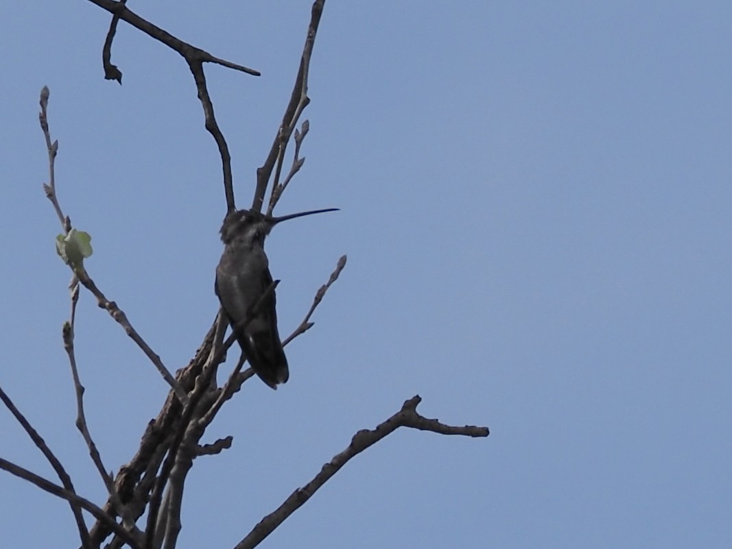 Plain-capped Starthroat - ML639430767