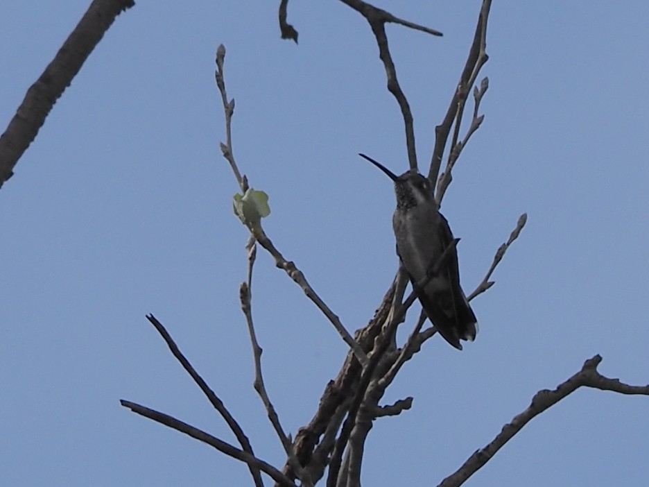 Plain-capped Starthroat - ML639430768