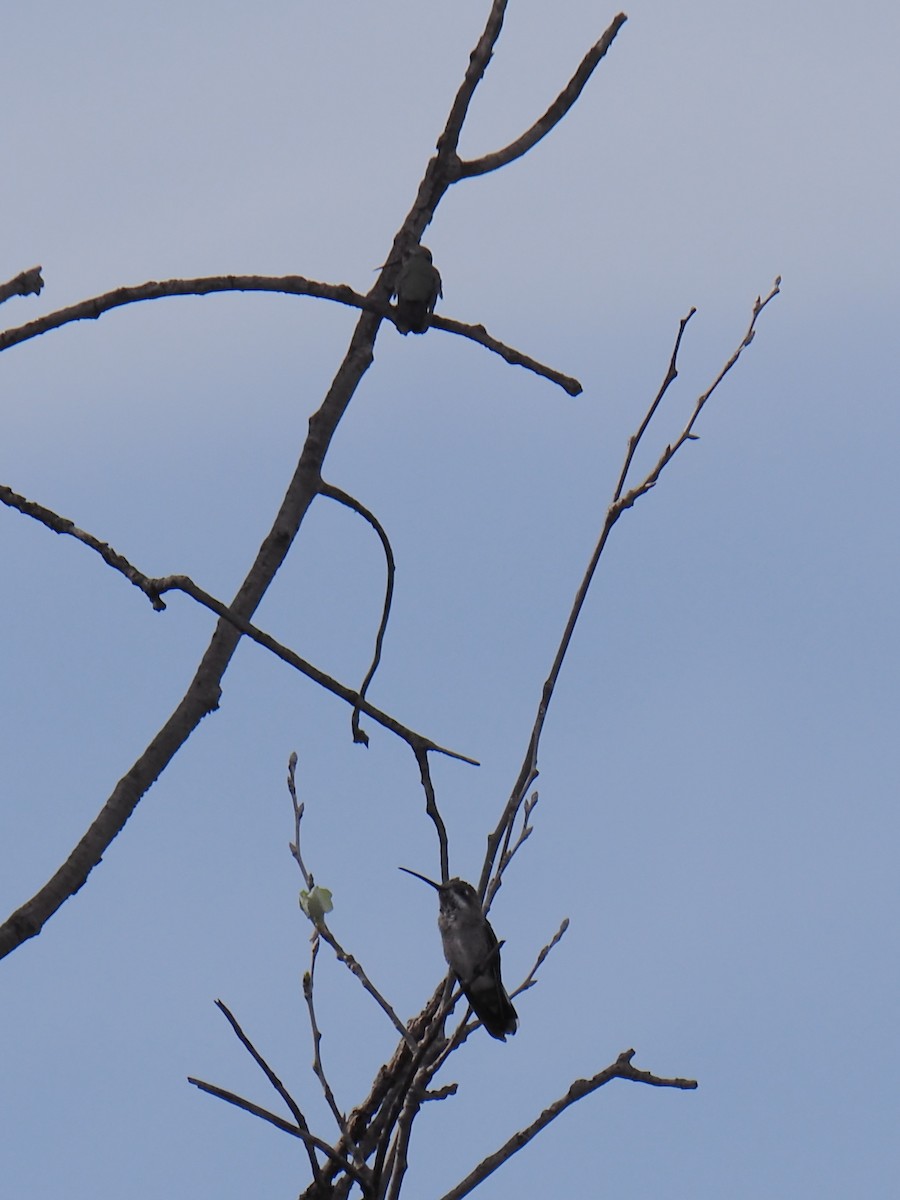 Plain-capped Starthroat - ML639430769