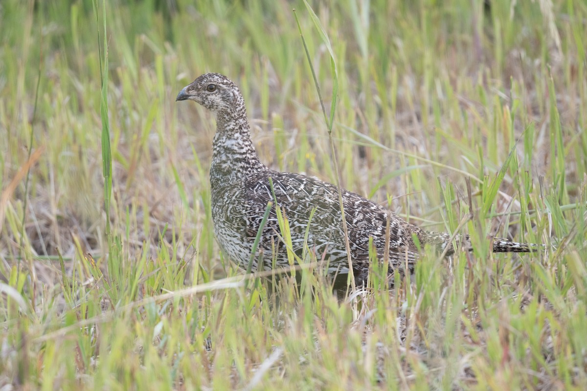 Gunnison Sage-Grouse - ML639430897
