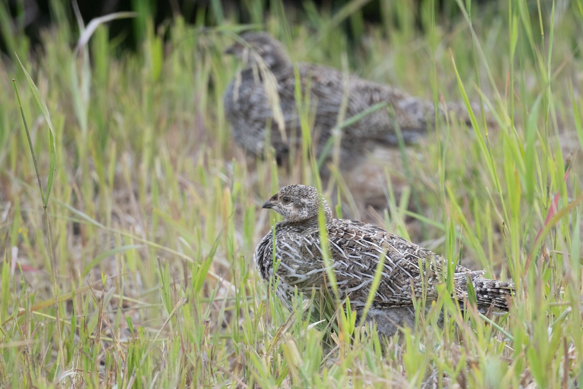 Gunnison Sage-Grouse - ML639430899