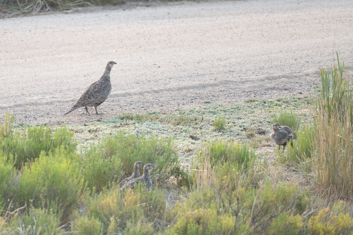 Gunnison Sage-Grouse - ML639430942