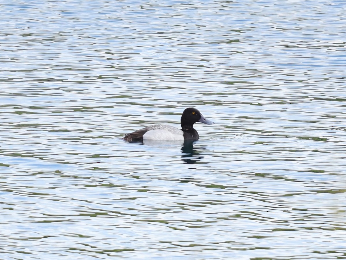 Lesser Scaup - ML639430964