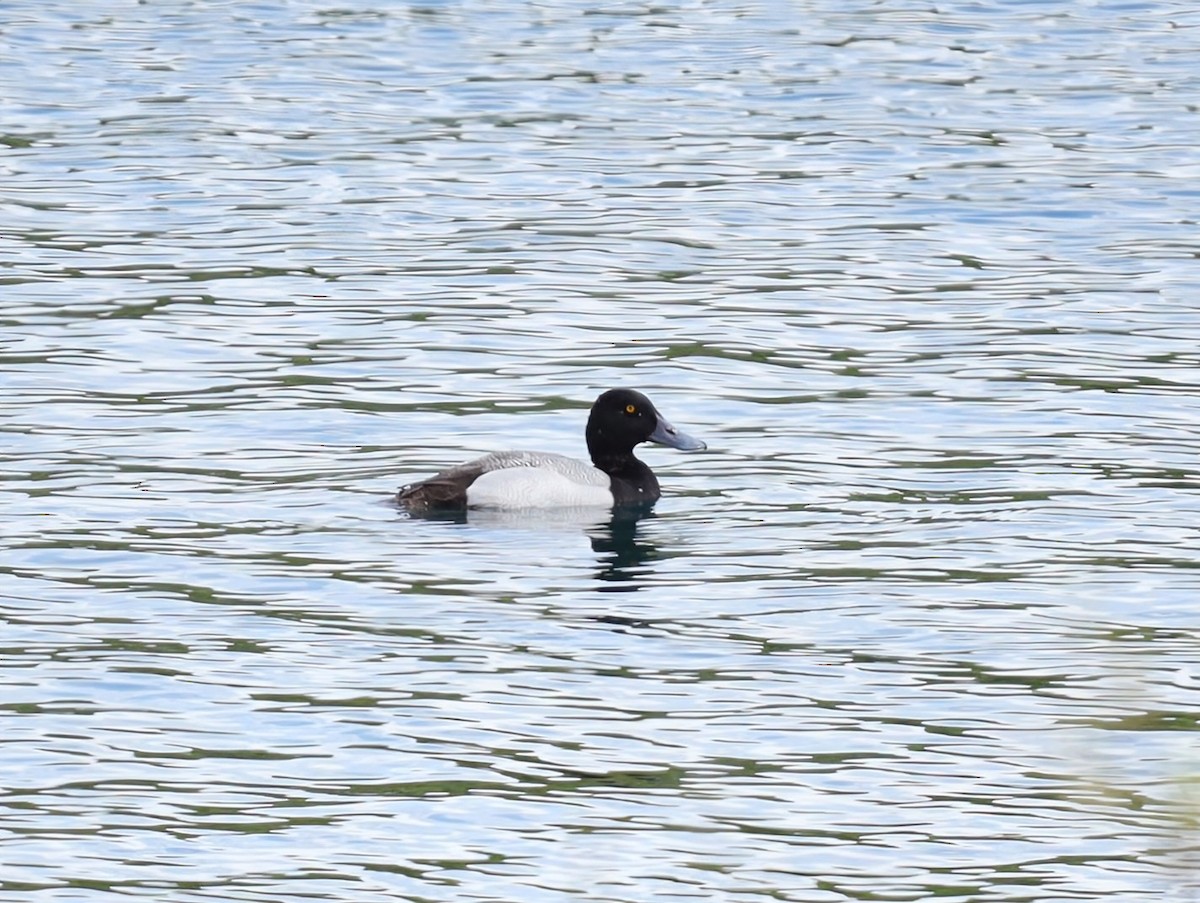 Lesser Scaup - ML639430965