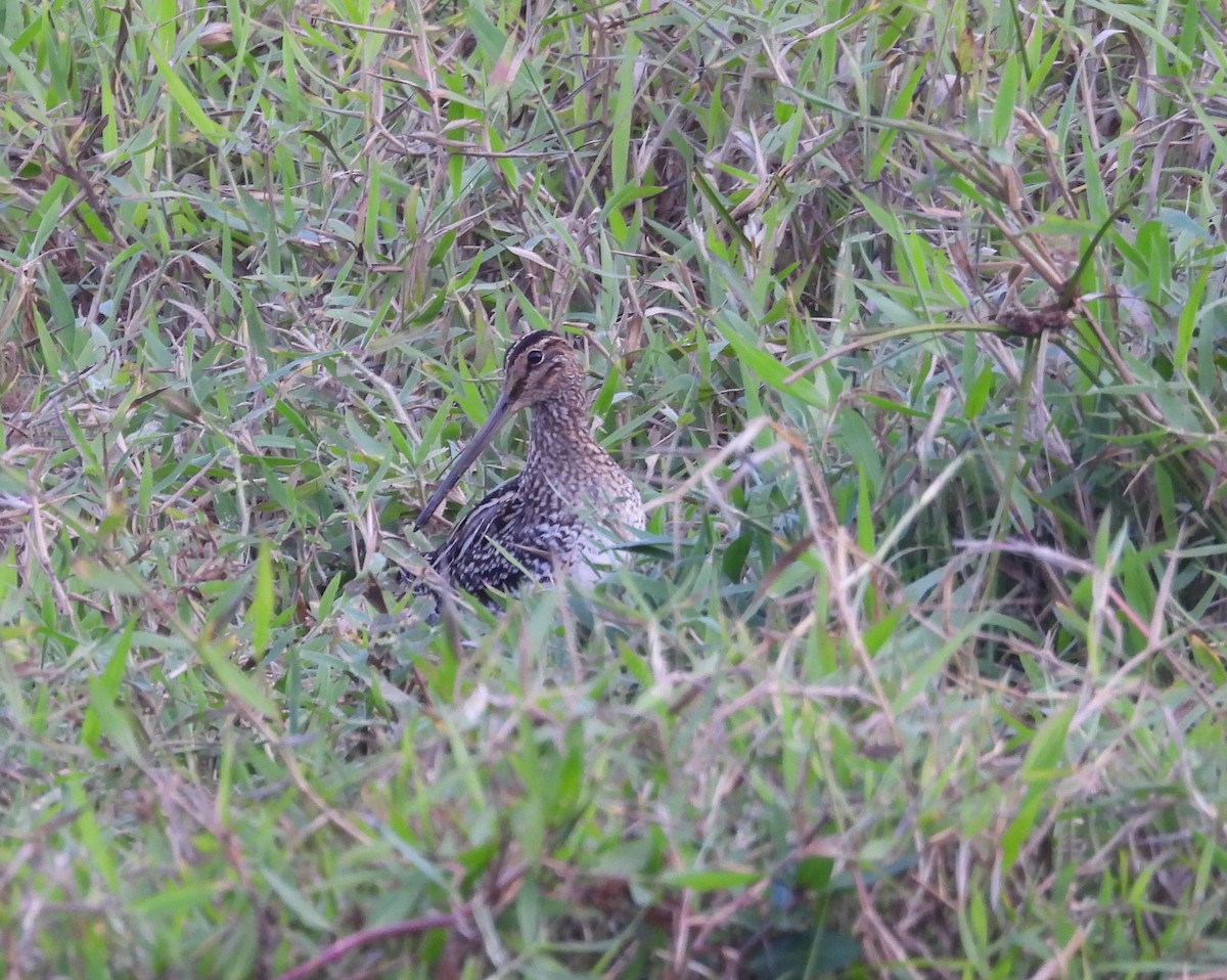 Pantanal Snipe - ML639430966