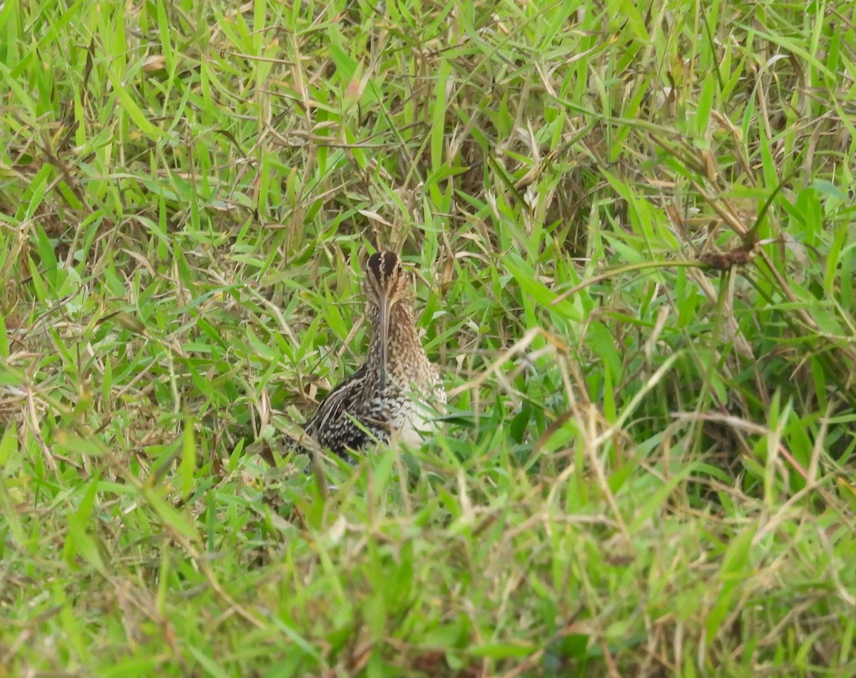 Pantanal Snipe - ML639430973