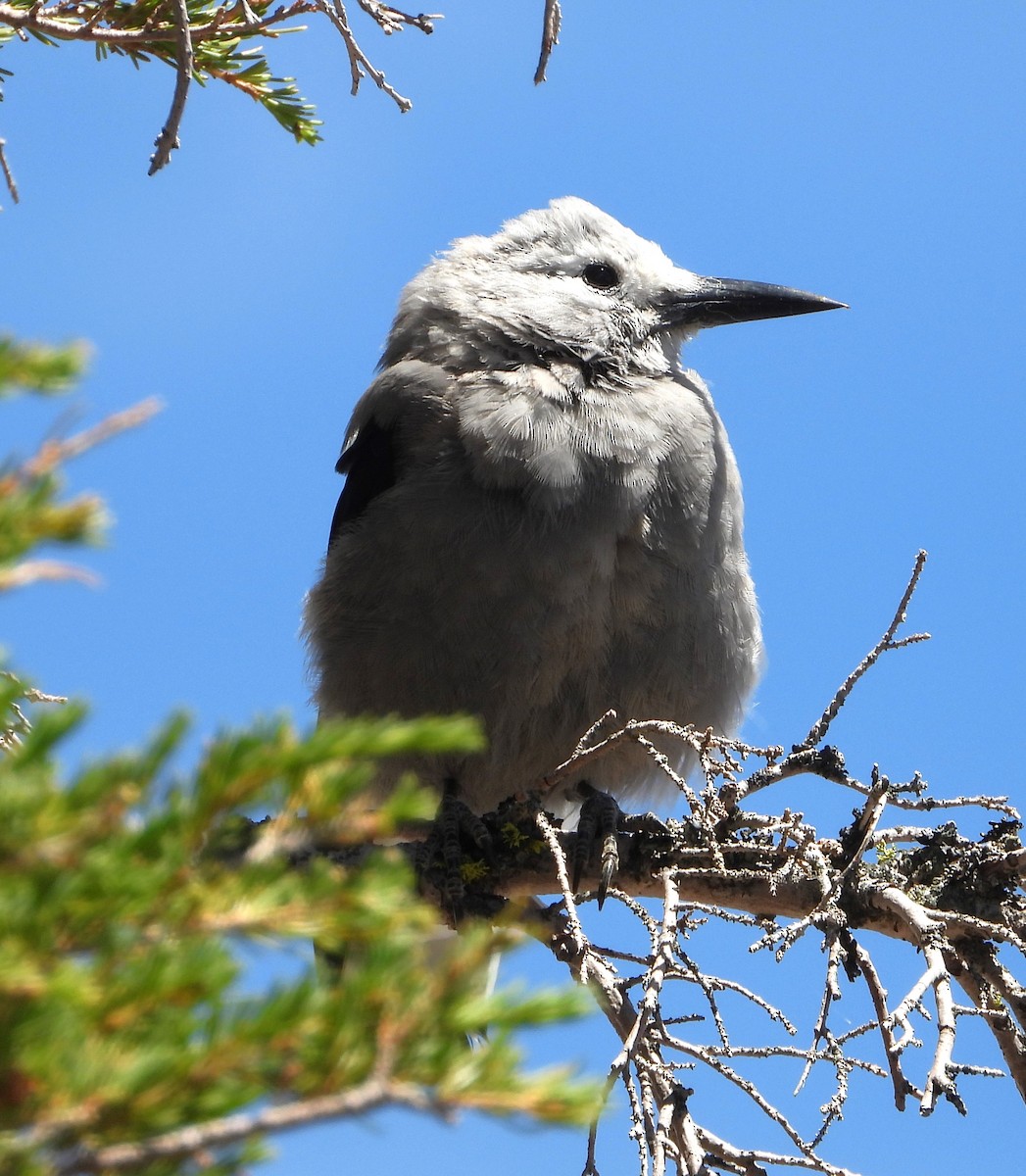 Clark's Nutcracker - ML639430998