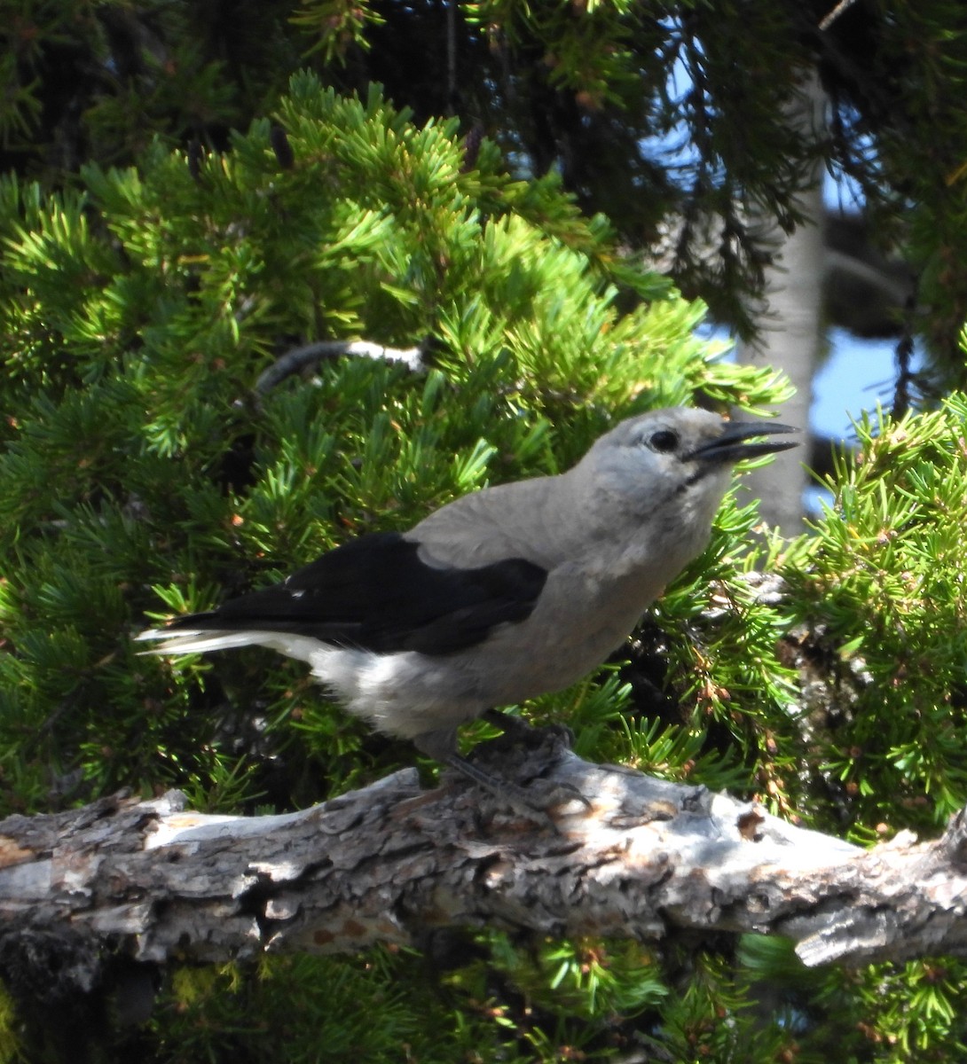 Clark's Nutcracker - ML639431000