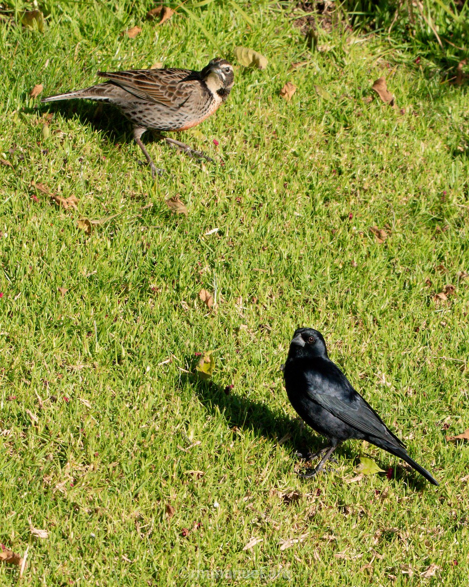 Screaming Cowbird - ML639431012