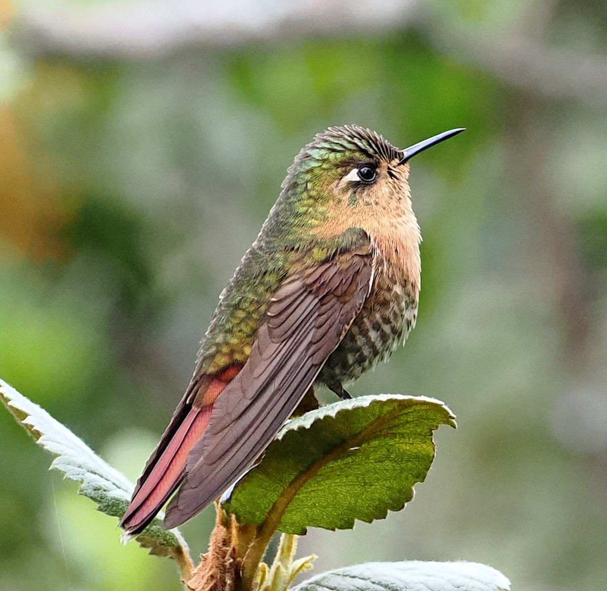 Perija Metaltail - ML639431014
