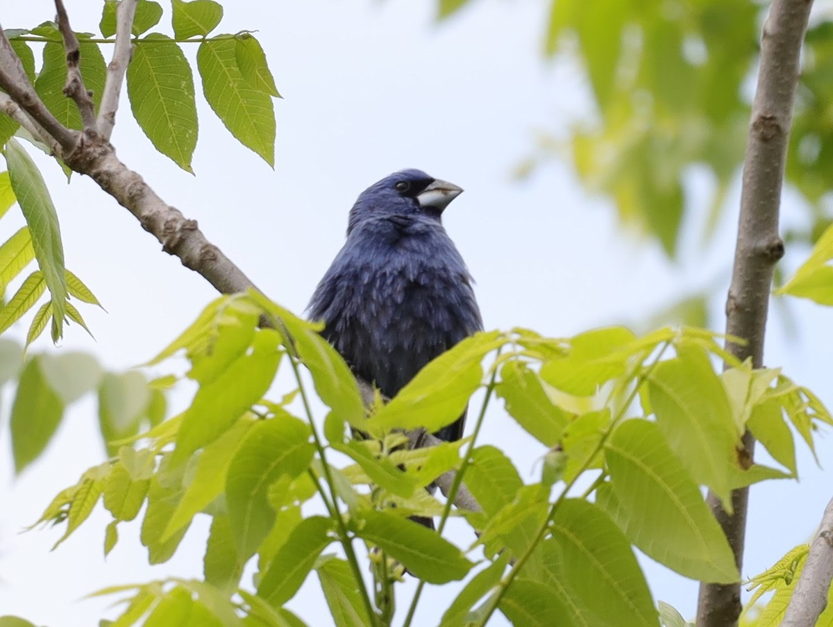 Blue Grosbeak - ML639431027