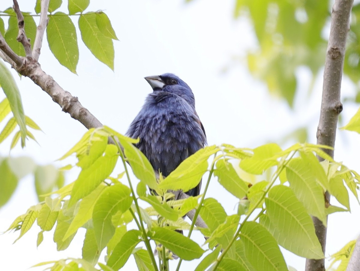Blue Grosbeak - ML639431028
