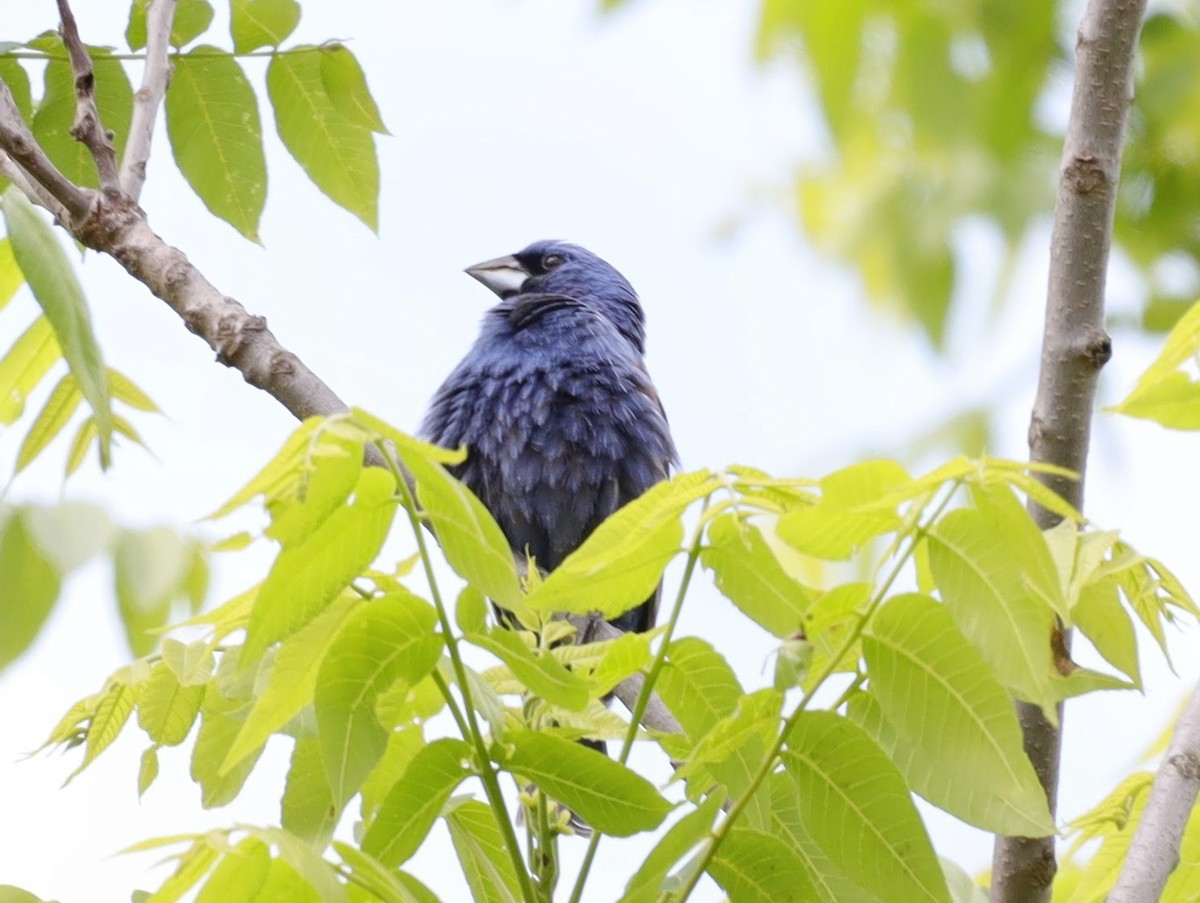 Blue Grosbeak - ML639431029