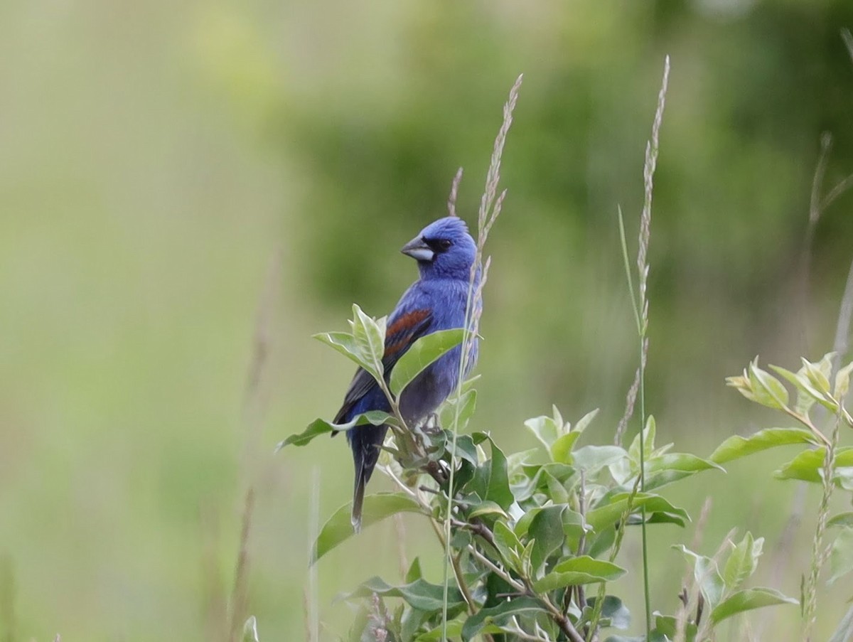 Blue Grosbeak - ML639431031