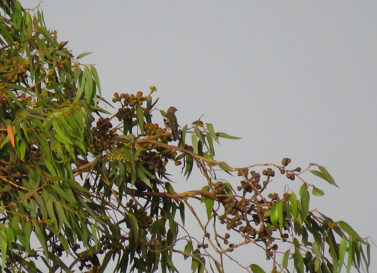 African Chaffinch (African) - ML639431044