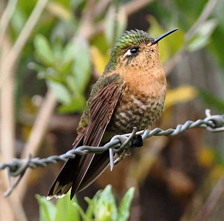Perija Metaltail - ML639431047