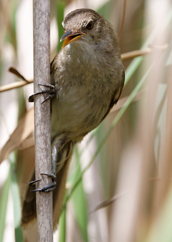 Greater Swamp Warbler - ML639431052