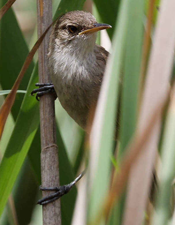 Greater Swamp Warbler - ML639431053
