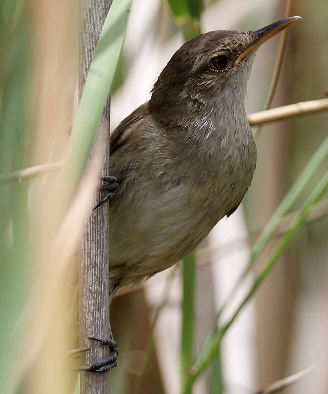 Greater Swamp Warbler - ML639431054