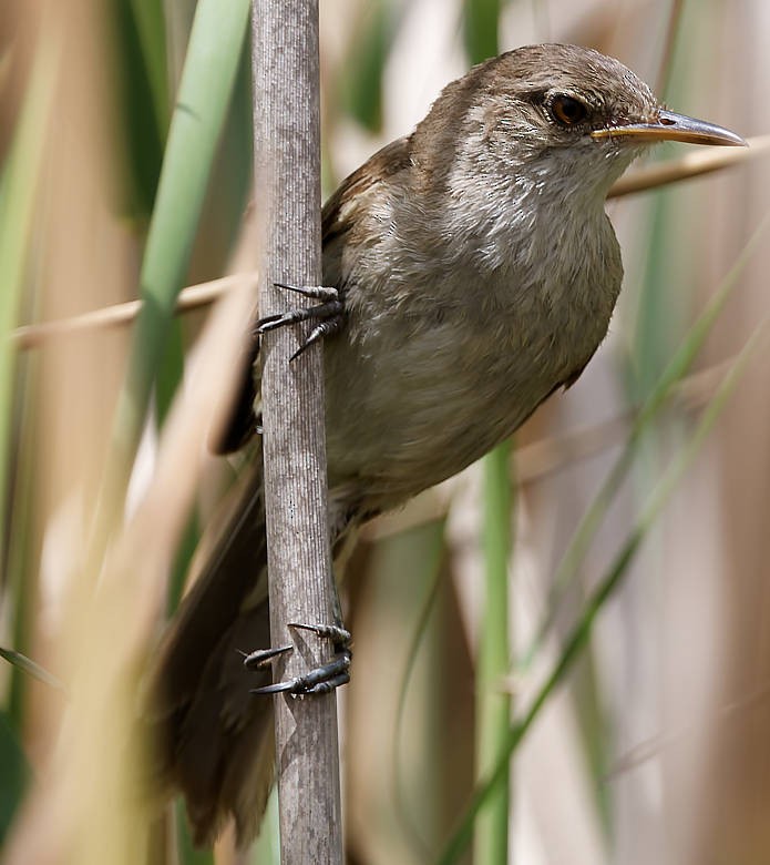 Greater Swamp Warbler - ML639431055