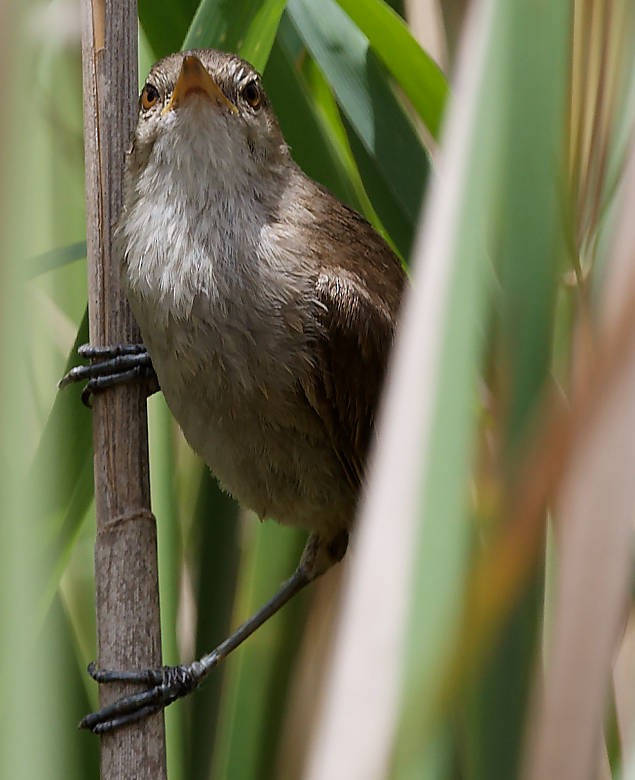 Greater Swamp Warbler - ML639431056