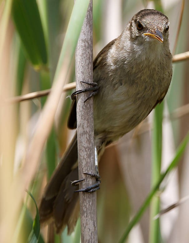 Greater Swamp Warbler - ML639431057