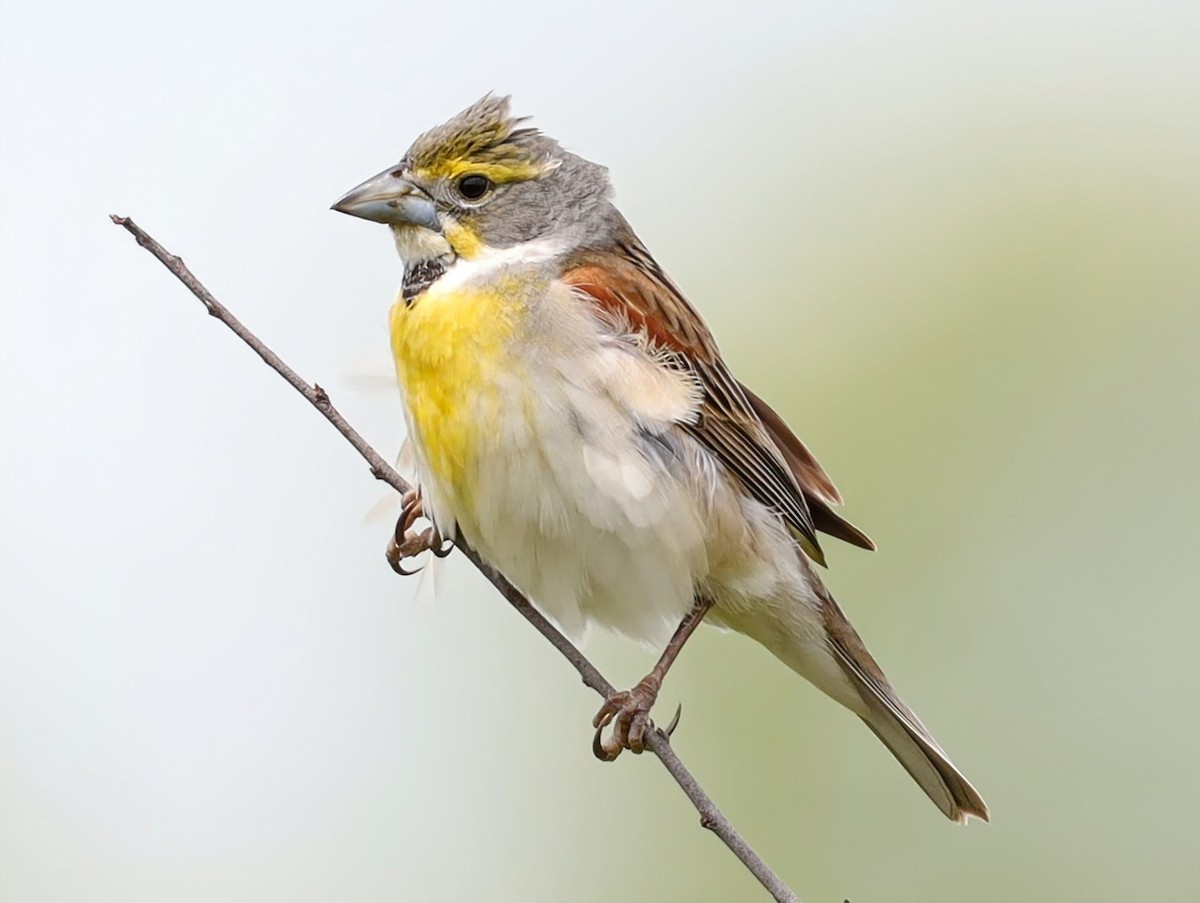Dickcissel - ML639431064