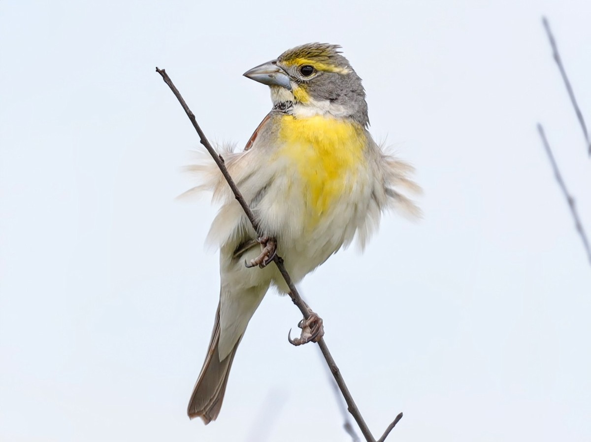 Dickcissel - ML639431065