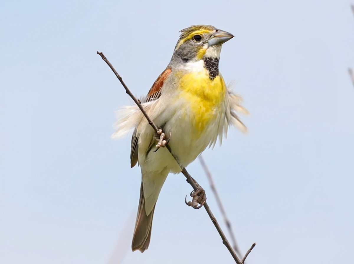 Dickcissel - ML639431066