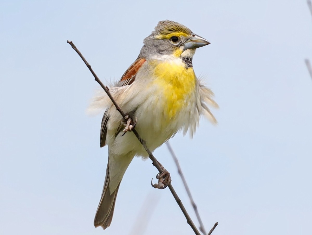 Dickcissel - ML639431067