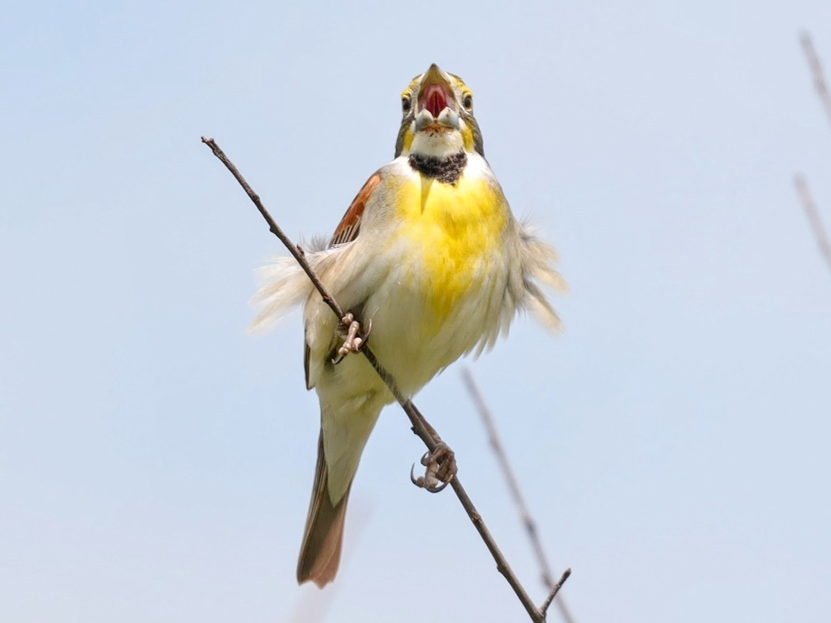 Dickcissel - ML639431068