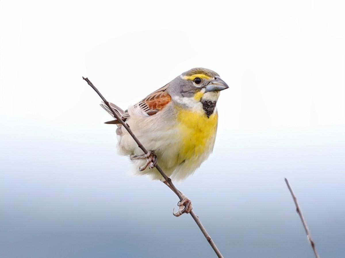 Dickcissel - ML639431069