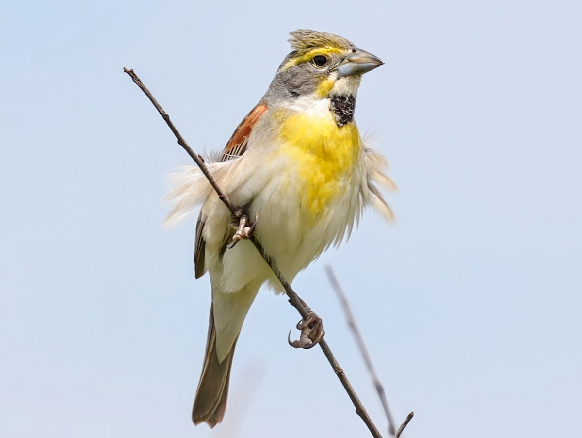 Dickcissel - ML639431070